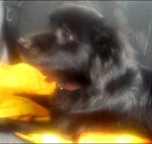 Cachorro raça vira lata idade 1 ano nome Pipoca