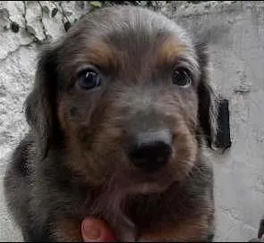 Cachorro ra a SRD idade Abaixo de 2 meses nome Pierry
