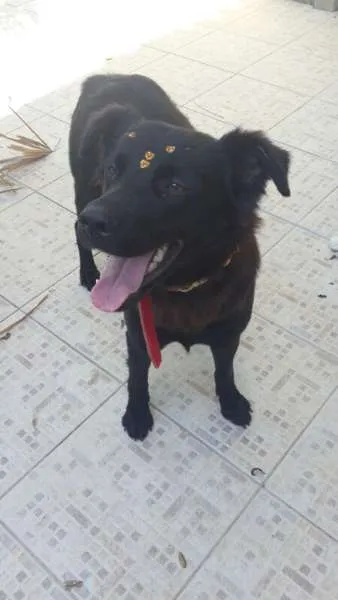 Cachorro ra a SRD idade 2 anos nome Maia