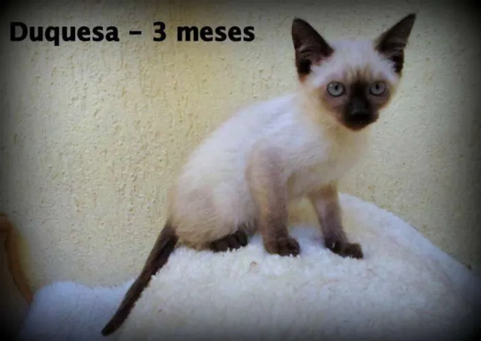 Gato ra a SRD idade 2 a 6 meses nome Duquesa