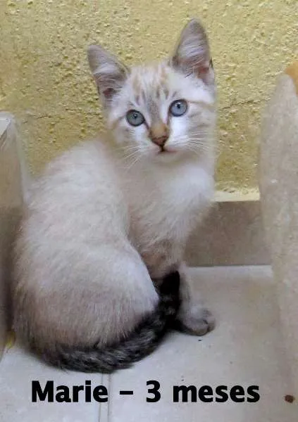 Gato ra a SRD idade 2 a 6 meses nome Marie