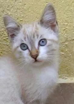 Gato ra a SRD idade 2 a 6 meses nome Marie