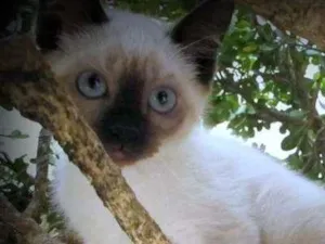 Gato raça SRD idade 2 a 6 meses nome Toulouse