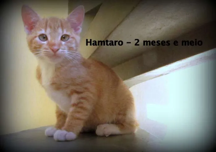 Gato ra a SRD idade 2 a 6 meses nome Hamtaro