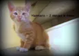 Hamtaro