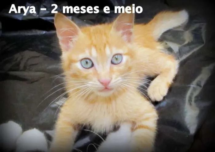 Gato ra a SRD idade 2 a 6 meses nome Arya