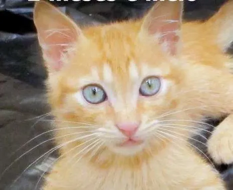 Gato ra a SRD idade 2 a 6 meses nome Arya