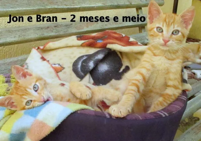 Gato ra a SRD idade 2 a 6 meses nome Jon