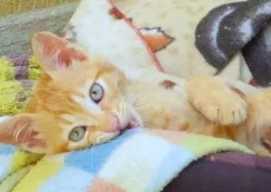 Gato raça SRD idade 2 a 6 meses nome Jon