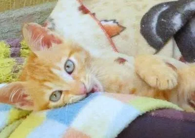 Gato ra a SRD idade 2 a 6 meses nome Jon