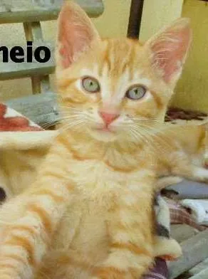 Gato ra a SRD idade  nome Bran