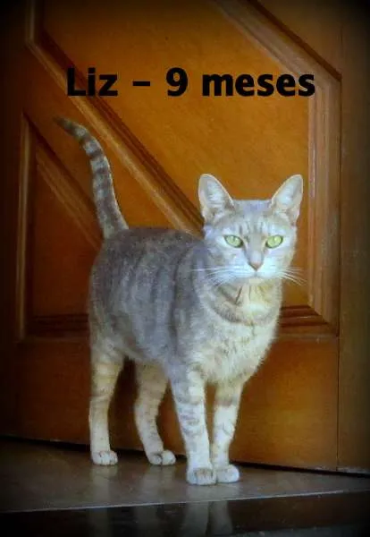 Gato ra a SRD idade 1 ano nome Liz