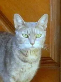 Gato raça SRD idade 1 ano nome Liz