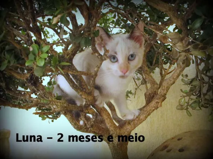 Gato ra a SRD idade 2 a 6 meses nome Luna