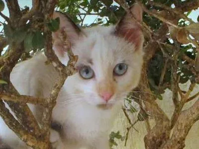 Gato ra a SRD idade 2 a 6 meses nome Luna