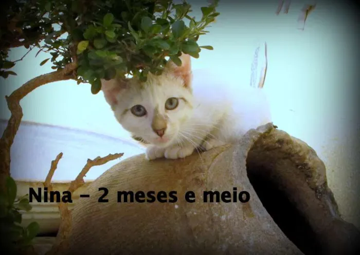 Gato ra a SRD idade 2 a 6 meses nome Nina