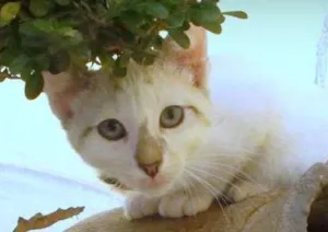 Gato raça SRD idade 2 a 6 meses nome Nina