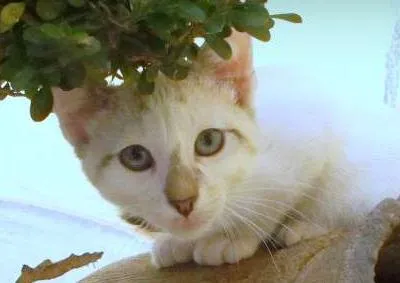 Gato ra a SRD idade 2 a 6 meses nome Nina