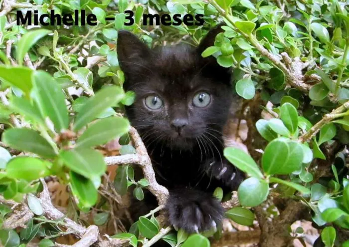 Gato ra a srd idade 2 a 6 meses nome Michelle