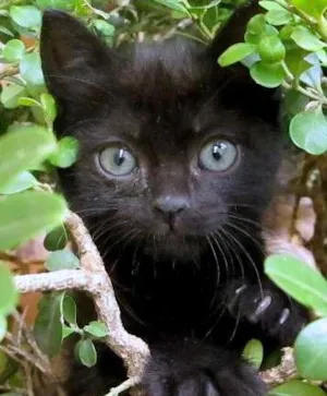 Gato raça srd idade 2 a 6 meses nome Michelle