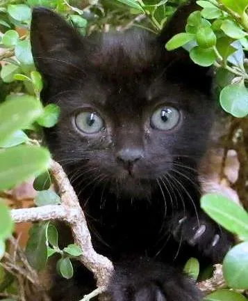 Gato ra a srd idade 2 a 6 meses nome Michelle