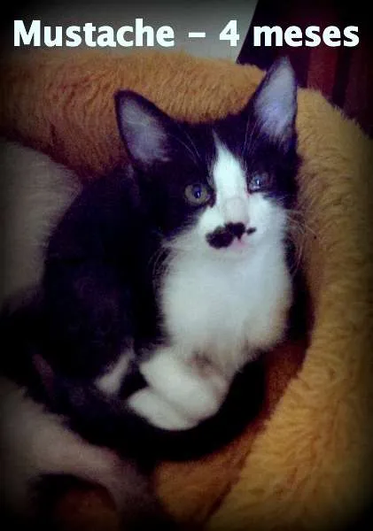 Gato ra a SRD idade 2 a 6 meses nome Mustache