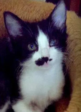 Gato ra a SRD idade 2 a 6 meses nome Mustache