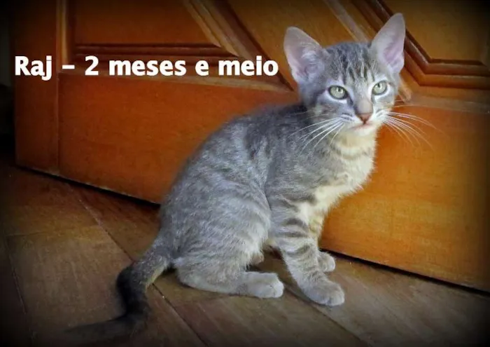 Gato ra a SRD idade 2 a 6 meses nome Raj