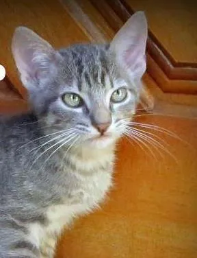 Gato ra a SRD idade 2 a 6 meses nome Raj
