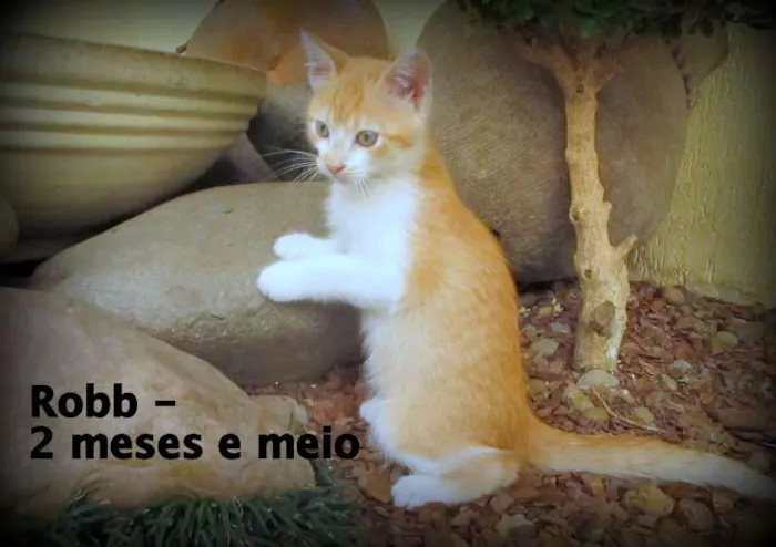 Gato ra a SRD idade 2 a 6 meses nome Robb