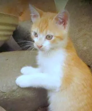 Gato raça SRD idade 2 a 6 meses nome Robb