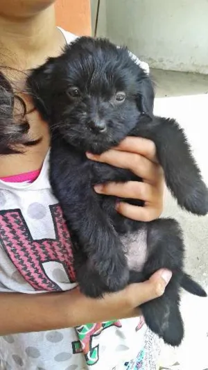 Cachorro raça  Poodlee com coque idade 2 a 6 meses nome Sem nome 