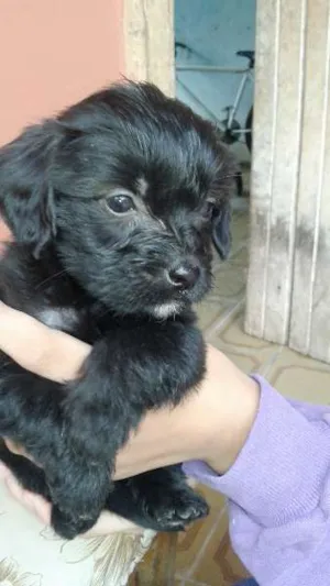 Cachorro raça  Poodlee com coque idade 2 a 6 meses nome Sem nome 