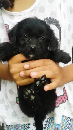 Cachorro raça  Poodlee com coque idade 2 a 6 meses nome Sem nome 
