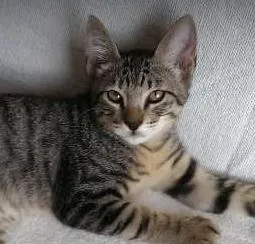 Gato raça SRD idade 2 a 6 meses nome Tiger