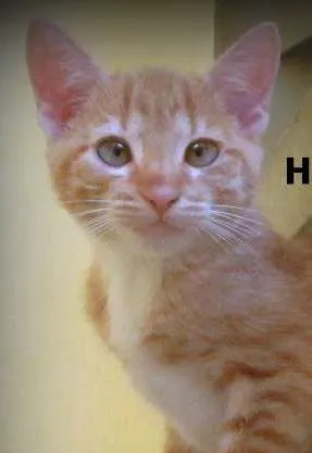 Gato raça SRD idade 2 a 6 meses nome Hamtaro