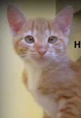 Hamtaro
