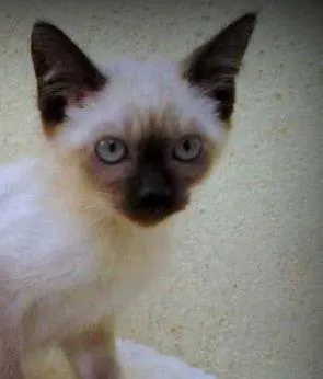 Gato ra a SRD idade 2 a 6 meses nome Duquesa