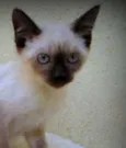 Duquesa
