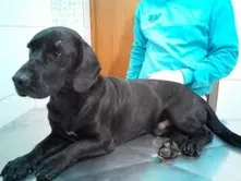 Cachorro raça SRD idade 1 ano nome Bartolomeu