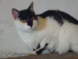 ARMANI