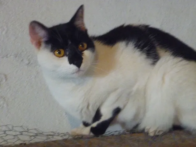 Gato ra a SRD idade 2 anos nome ARMANI