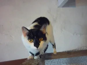 Gato raça SRD idade 2 anos nome ARMANI