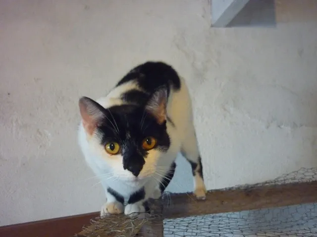 Gato ra a SRD idade 2 anos nome ARMANI