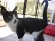 Joaquim