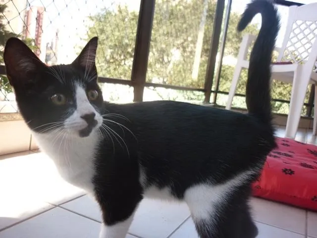 Gato ra a SRD idade 2 a 6 meses nome Joaquim