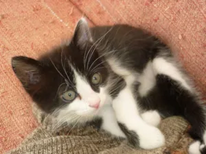 Gato raça SRD idade 2 a 6 meses nome PLIC