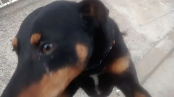Cachorro raça SRD idade 2 anos nome ?
