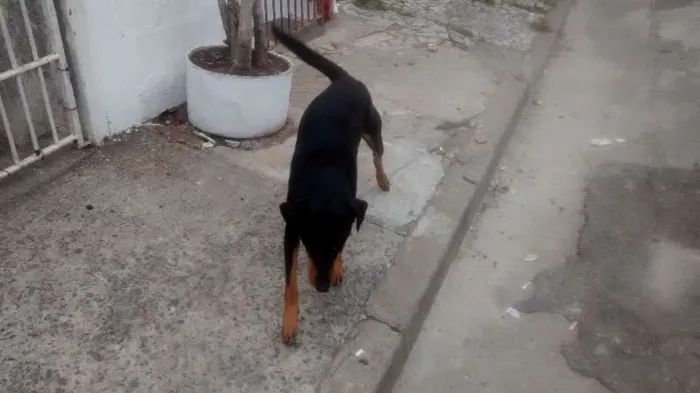 Cachorro raça SRD idade 2 anos nome ?