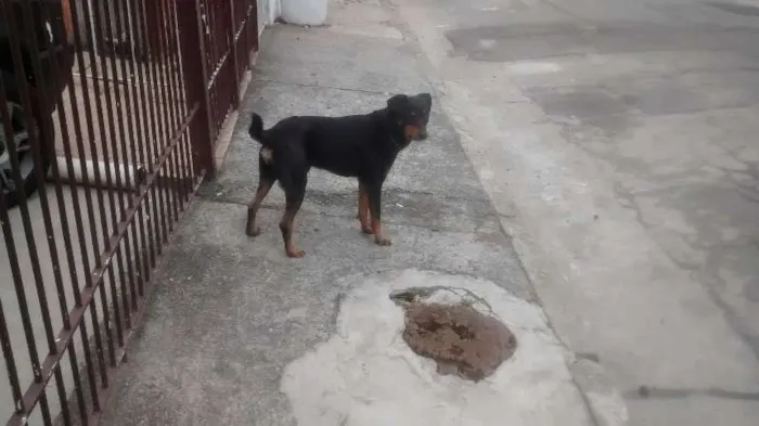 Cachorro raça SRD idade 2 anos nome ?